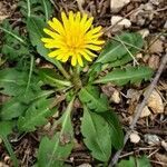 Taraxacum obovatum habit picture by Stéphane Bonhomme (cc-by-sa)