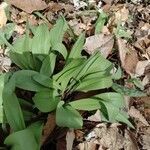 Allium tricoccum leaf picture by Scott Nottmeier (cc-by-sa)