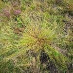 Carex appropinquata habit picture by Udo Herkommer (cc-by-sa)