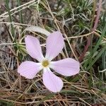 Phlox longifolia flower picture by Ethan Greer (cc-by-sa)