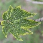 Dombeya acutangula leaf picture by J. Champ (cc-by-sa)