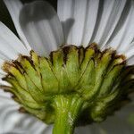 Leucanthemum subglaucum flower picture by Liliane Pessotto (cc-by-sa)