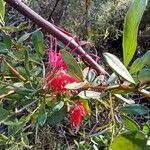 Grevillea speciosa flower picture by O'Loughlin Davi (cc-by-sa)