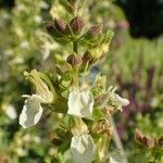 Teucrium flavum habit picture by Yoan MARTIN (cc-by-sa)