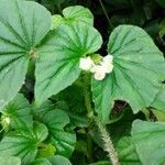 Begonia hirtella flower picture by pedrogc -- (cc-by-sa)