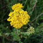 Achillea ageratum flower picture by Antonio (cc-by-sa)