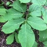 Aralia nudicaulis leaf picture by Maxime Durand (cc-by-sa)