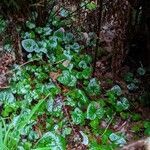 Asarum caudatum leaf picture by Bigfoot (cc-by-sa)