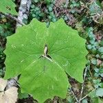 Achlys triphylla leaf picture by Alessandro Susca (cc-by-sa)