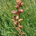 Orobanche teucrii leaf picture by Mathieu PROUST (cc-by-sa)