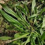 Plantago argentea leaf picture by Jean-Louis C. (cc-by-sa)