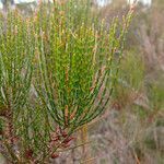 Allocasuarina muelleriana leaf picture by arlas (cc-by-sa)