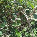 Lippia alba habit picture by Da Silva Joao Jair (cc-by-sa)