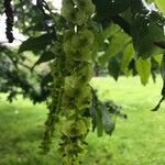 Pterocarya fraxinifolia flower picture by T alessandro (cc-by-sa)