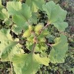 Xanthium strumarium fruit picture by Jose Luis Herranz (cc-by-sa)