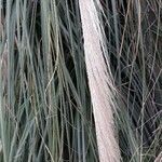 Cortaderia selloana flower picture by NICOLAS VERON (cc-by-sa)