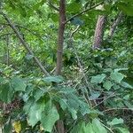 Ulmus glabra habit picture by Collados Ana (cc-by-sa)