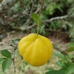 Eugenia pyriformis fruit picture by Neves Vinícius (cc-by-sa)