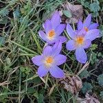 Crocus vernus habit picture by Sabina Hartmann (cc-by-sa)