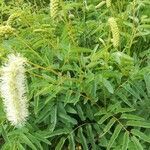 Sanguisorba dodecandra leaf picture by Aurelio Cabri (cc-by-sa)