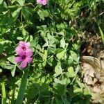 Oxalis debilis habit picture by Judicaël CASTAGNET (cc-by-sa)