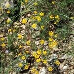 Coronilla valentina habit picture by Vinciane Bertrand (cc-by-sa)