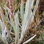 Senecio latiflorus leaf picture by Fabien Anthelme (cc-by-sa)