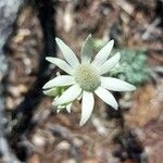 Actinotus helianthi flower picture by Samantha Mason (cc-by-sa)