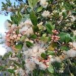 Syzygium paniculatum flower picture by Ali Cassels (cc-by-sa)