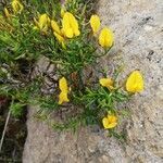 Genista salzmannii flower picture by Sergio costantini (cc-by-sa)