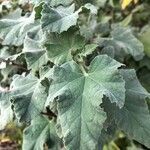 Malva subovata leaf picture by Crazy Plant Factory (cc-by-sa)