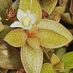 Crassula volkensii flower picture by susan brown (cc-by-sa)