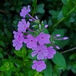 Phlox maculata flower picture by Steve Daly (cc-by-sa)