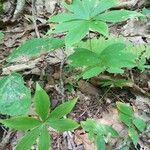 Medeola virginiana habit picture by Matthew DreamsOfBunnies (cc-by-sa)