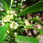 Daphne laureola flower picture by Eric ALLARD (cc-by-sa)