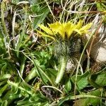 Scorzoneroides montana flower picture by huy HO (cc-by-sa)