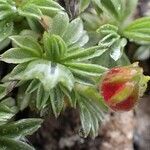 Potentilla nitida fruit picture by Yoan MARTIN (cc-by-sa)