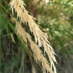 Achnatherum calamagrostis fruit picture by Béatrice Parent (cc-by-sa)