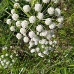 Ammi majus flower picture by lehibou (cc-by-sa)