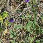 Phacelia parryi flower picture by Monika Kopp (cc-by-sa)