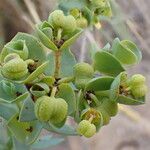 Euphorbia paralias fruit picture by Gaël Covain (cc-by-sa)