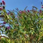 Buddleja davidii habit picture by Pierre Treussart (cc-by-sa)