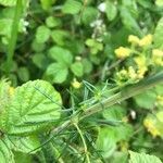 Galium verum leaf picture by Margaux Duchêne (cc-by-sa)