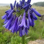 Agapanthus inapertus flower picture by arlas (cc-by-sa)