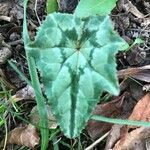 Cyclamen hederifolium leaf picture by Frederic Vieilledent (cc-by-sa)