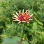 Zinnia elegans flower picture by Iva (cc-by-sa)