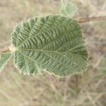 Grewia villosa leaf picture by susan brown (cc-by-sa)