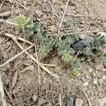 Alyssum simplex leaf picture by Kaley Jane Nigh (cc-by-sa)