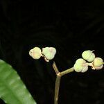 Euphorbia sinclairiana fruit picture by Nelson Zamora Villalobos (cc-by-nc)