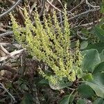 Rumex lunaria flower picture by Udo Herkommer (cc-by-sa)